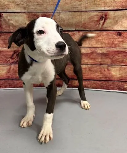 A young small-sized male Pit Bull Terrier dog named AC "Will" for adoption in Conyers, GA