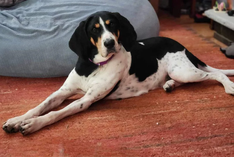 An adult large-sized female Coonhound dog named Ellie for adoption in Highland, NY