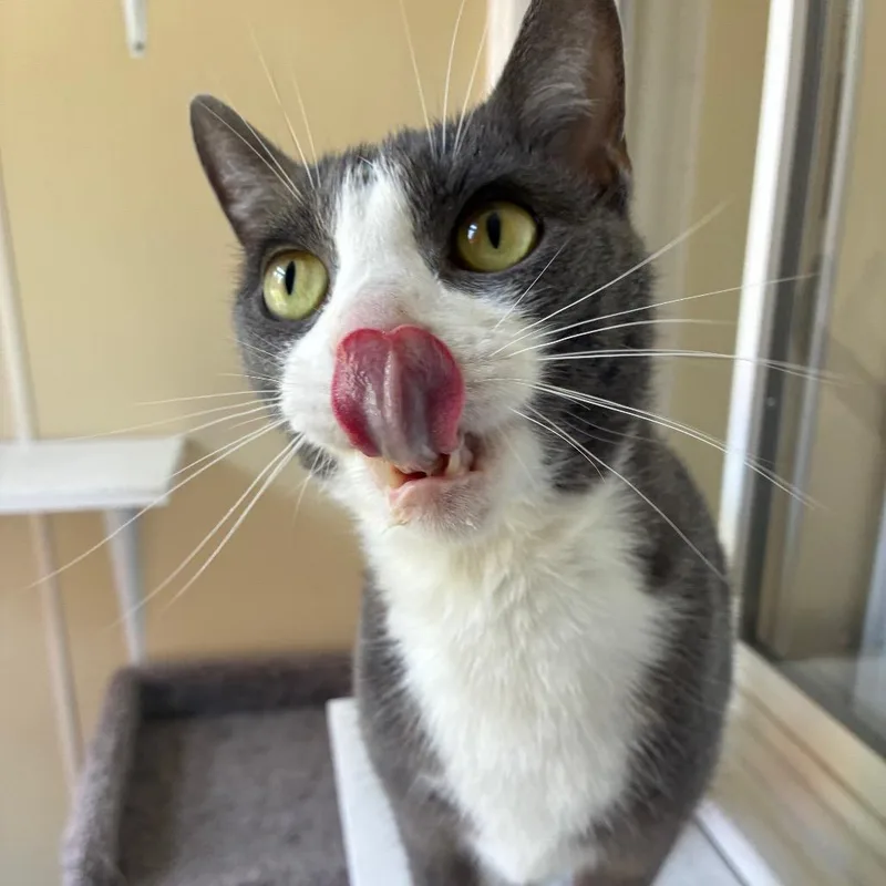 An adult medium-sized male American Shorthair cat named Aether for adoption in Danville, KY