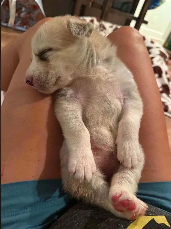 A baby medium-sized female White / Cream Mixed Breed dog named Marren for adoption in Eutawville, SC