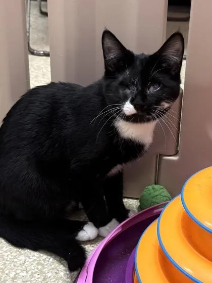A baby small-sized female Domestic Short Hair cat named Staccato $ Special Needs for adoption in Seneca, SC