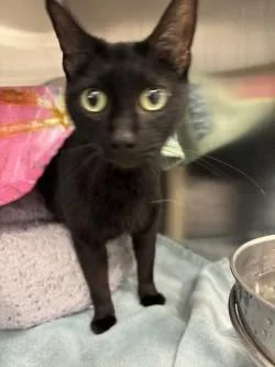 An adult small-sized female Domestic Short Hair cat named Koi for adoption in Scotia, NY