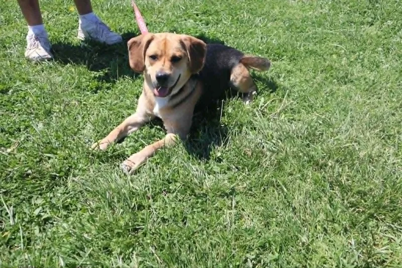 Gomer  Paws Behind