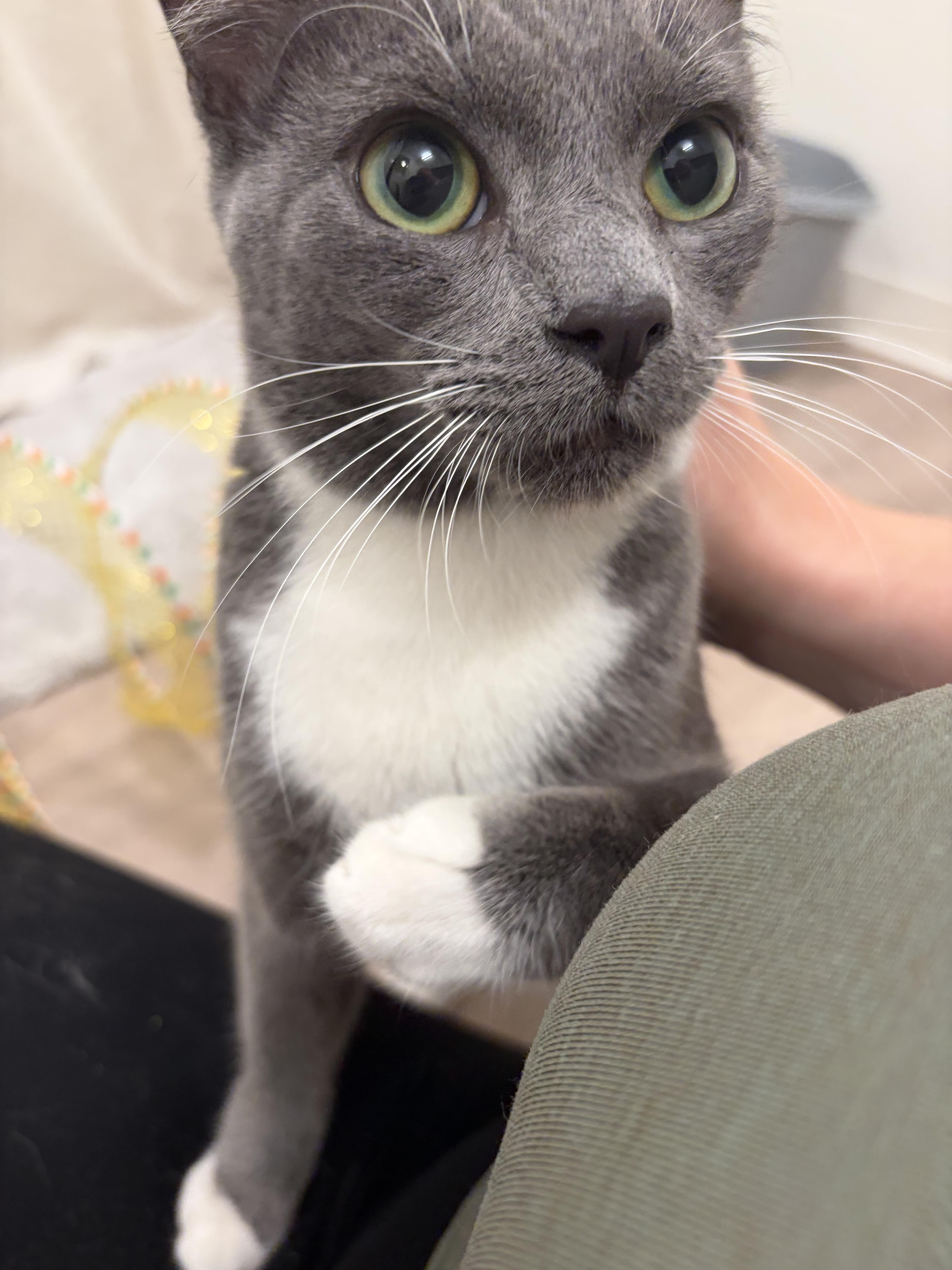 A young large-sized male Gray & White Domestic Short Hair cat named Akasha for adoption in Los Angeles, CA