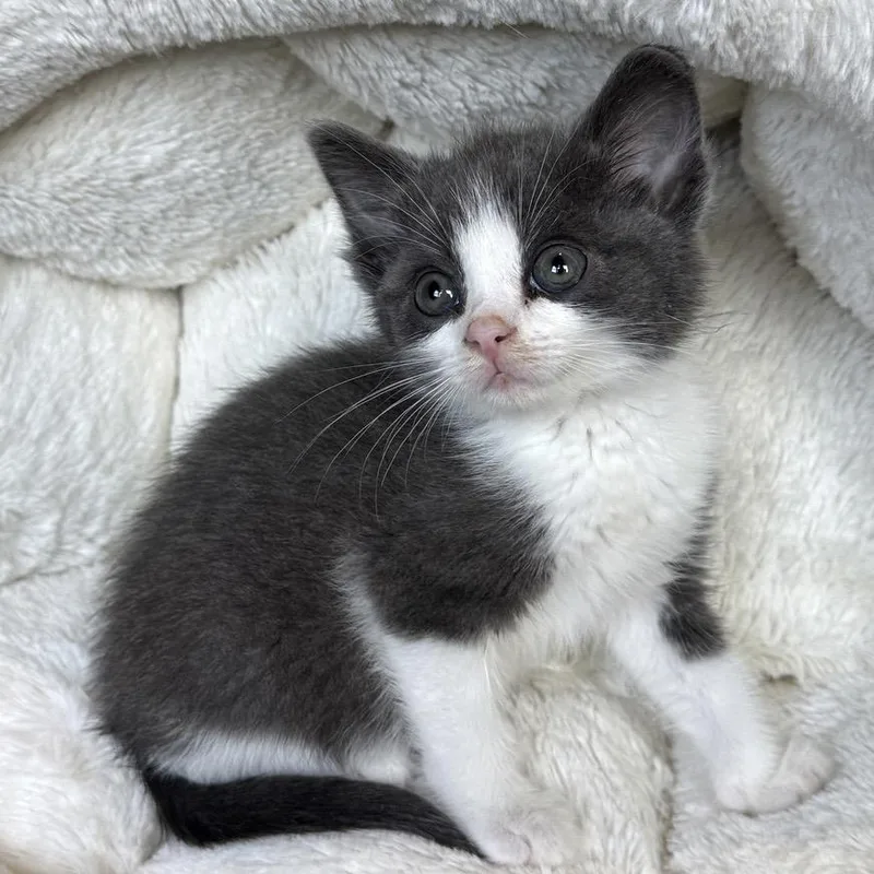 A baby small-sized female Gray / Blue / Silver Domestic Short Hair cat named Ainsley for adoption in Mount Juliet, TN