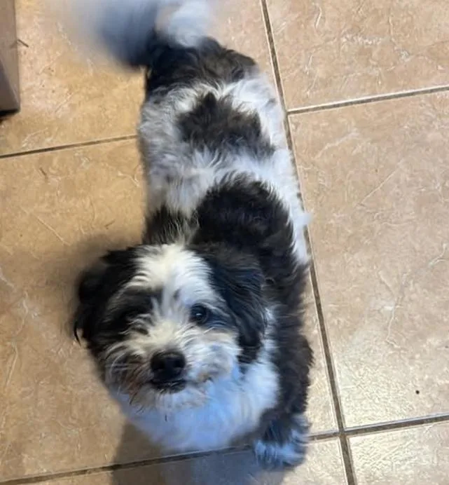A young small-sized male Maltese dog named Theo in TX for adoption in Cranston, RI