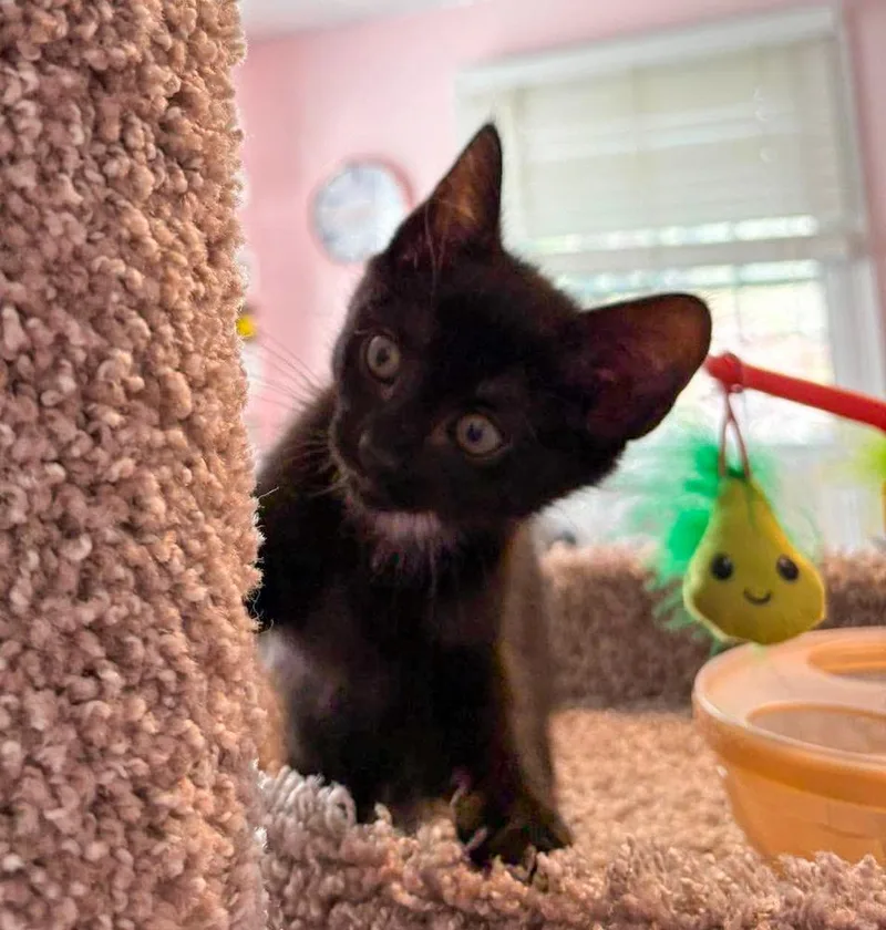 A baby small-sized female Domestic Short Hair cat named Birdy for adoption in Groveland, MA