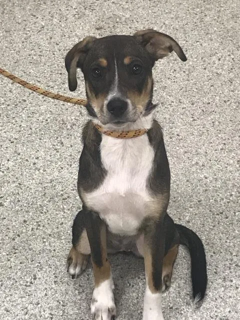 A young medium-sized female Beagle dog named A for adoption in Conroe, TX
