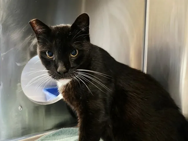 An adult medium-sized male Domestic Short Hair cat named Kronk for adoption in Martinez, CA