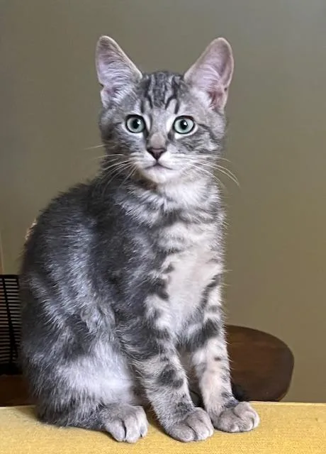 A baby small-sized female Tabby (Gray / Blue / Silver) Domestic Short Hair cat named Greta for adoption in Portland, OR