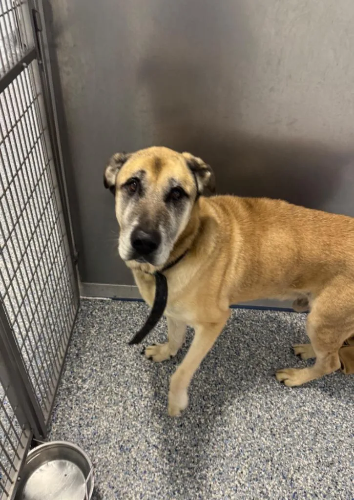 A senior extra large-sized male Anatolian Shepherd dog named King for adoption in Angola, IN