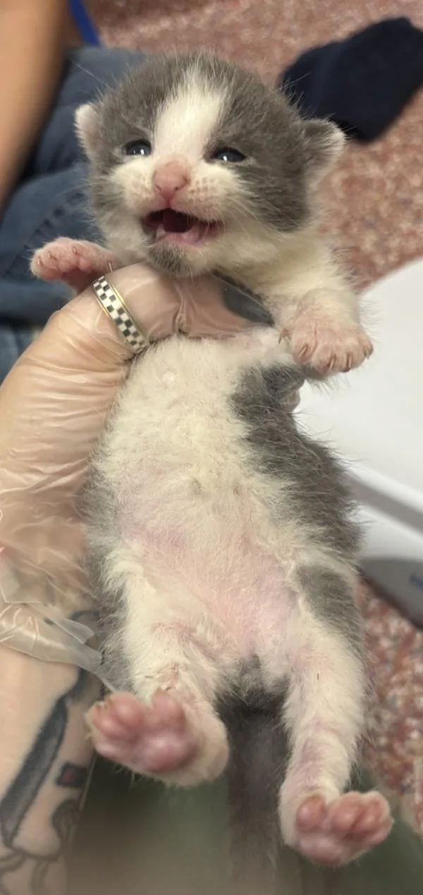 Kit Kat