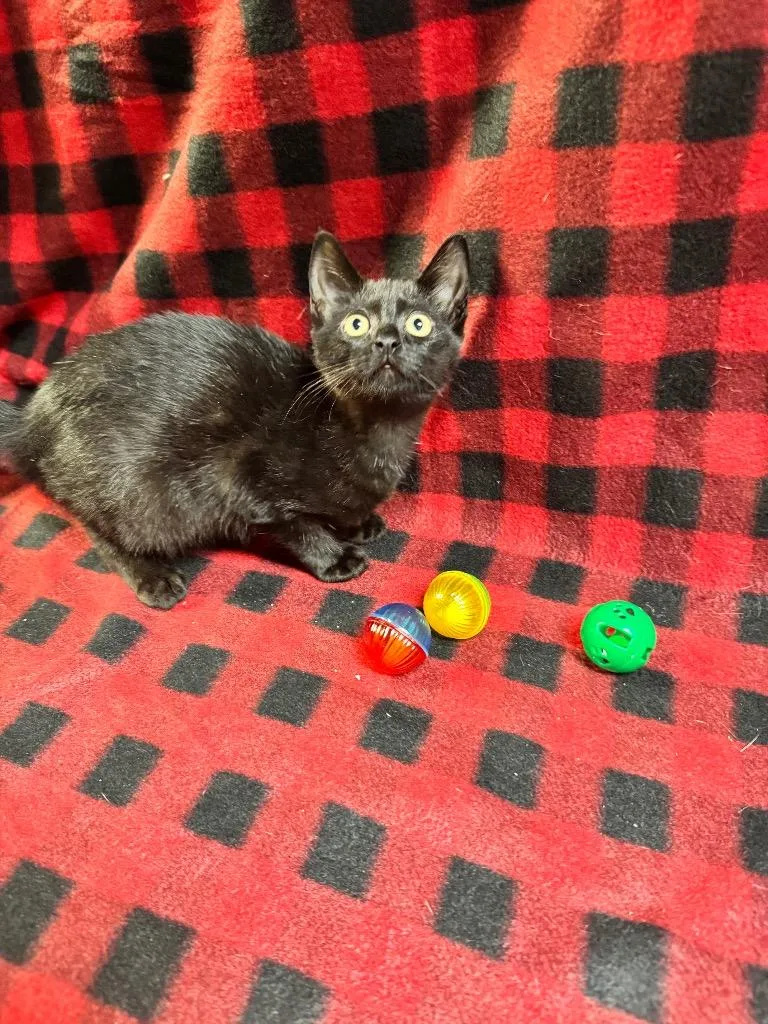 A baby medium-sized female Domestic Short Hair cat named Soda for adoption in Shelbyville, TN