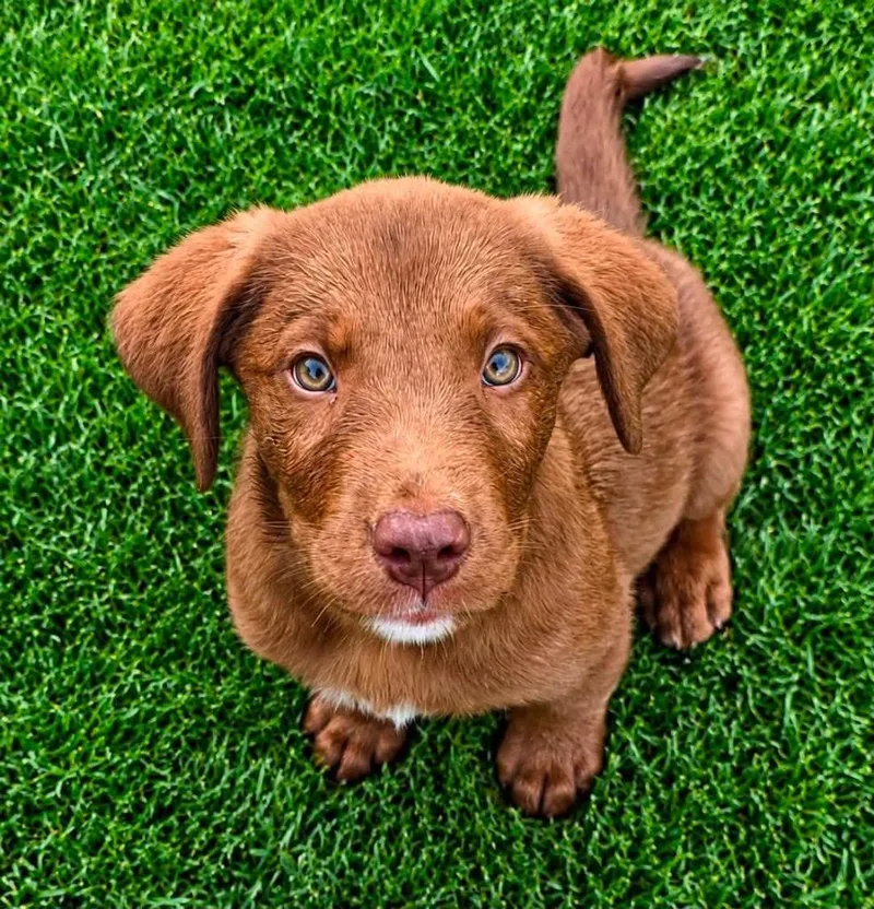 A baby medium-sized male Labrador Retriever dog named Porter for adoption in Gorham, ME