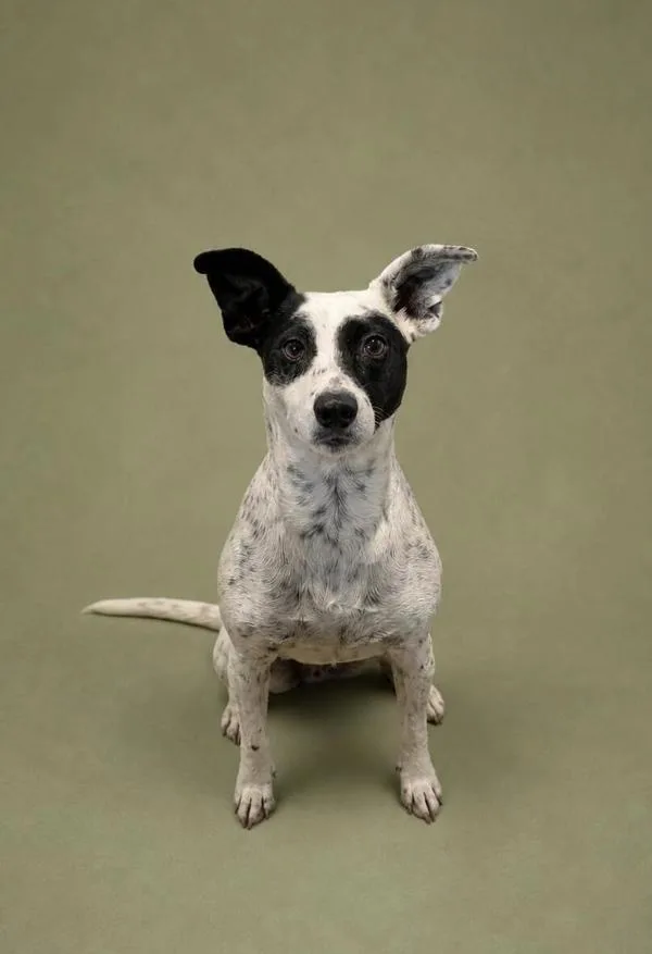 An adult medium-sized female Australian Cattle Dog / Blue Heeler dog named Betty Boop for adoption in Austin, TX