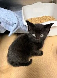 A baby medium-sized male Black Domestic Short Hair cat named Moss for adoption in Trenton, NJ
