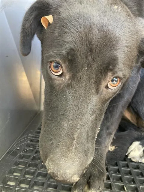 A young medium-sized female Mixed Breed dog named Icespice for adoption in Dallas, TX