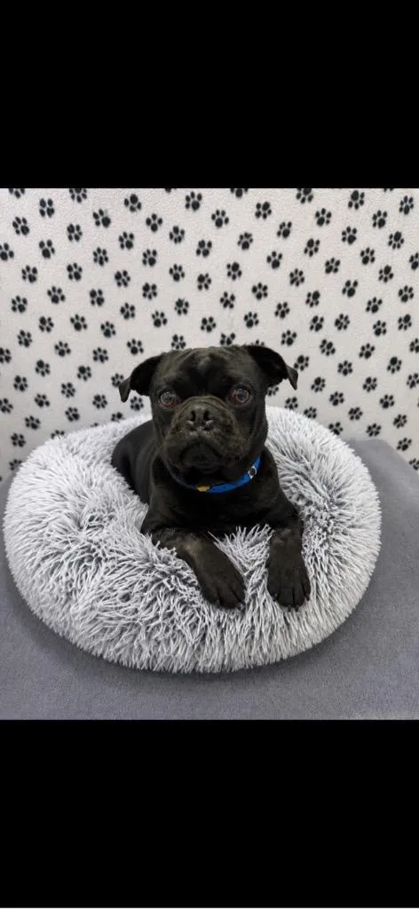 A young medium-sized male Pug dog named Pugsley for adoption in Brookings, OR