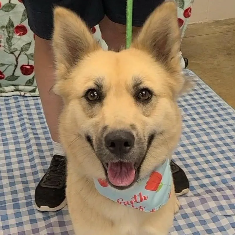 An adult medium-sized female German Shepherd Dog dog named Maple for adoption in Woolwich, ME
