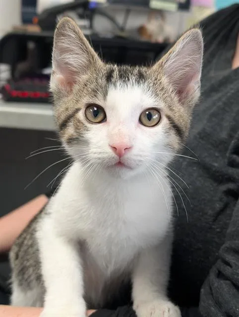 A baby small-sized male Domestic Short Hair cat named Mcgee for adoption in Canfield, OH