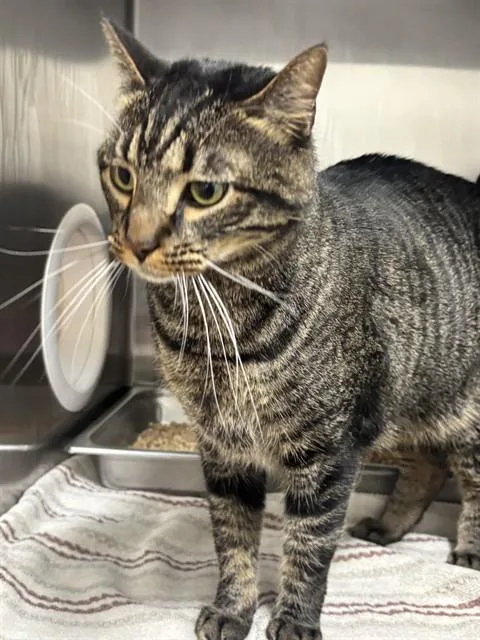An adult large-sized male Domestic Short Hair cat named Atlas for adoption in Upper Marlboro, MD