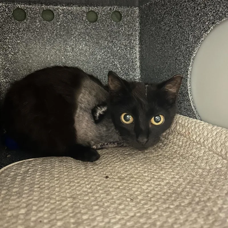 A young small-sized male Black Domestic Short Hair cat named Captain Hook for adoption in Charlottesville, VA