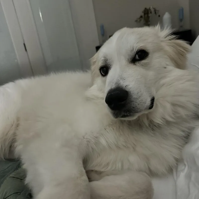 An adult large-sized female Great Pyrenees dog named Samantha for adoption in Columbus, GA