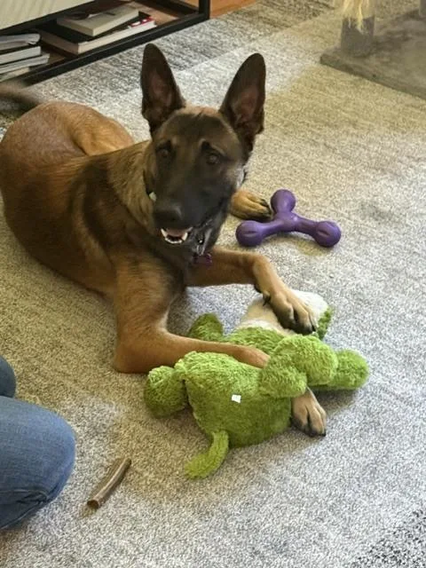 A young large-sized male Tricolor (Brown, Black, & White) Belgian Shepherd / Malinois dog named Rambo located in California for adoption in Imlay City, MI