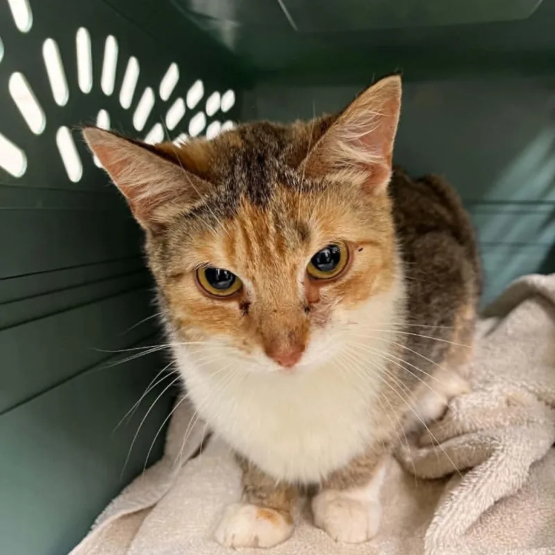 An adult medium-sized female Calico Domestic Short Hair cat named Autumn for adoption in Harrisonburg, VA