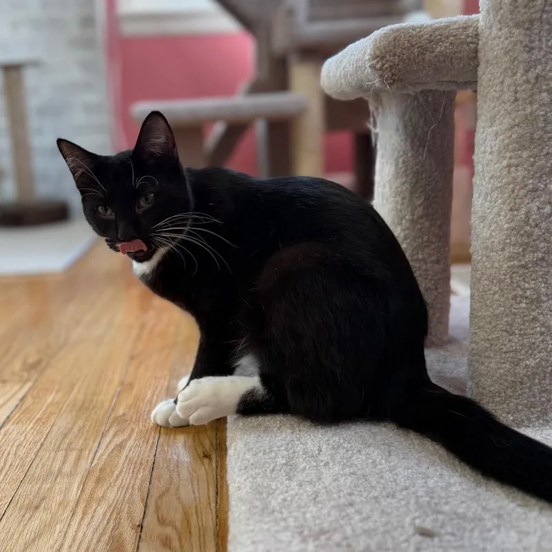 A young small-sized male Black Domestic Short Hair cat named Sylvester for adoption in Granville, OH