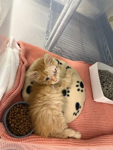 A baby small-sized male Domestic Short Hair cat named A for adoption in San Jose, CA