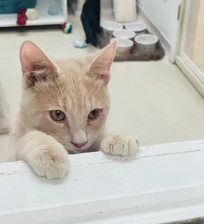 A young medium-sized male Domestic Short Hair cat named Frito for adoption in Cincinnati, OH