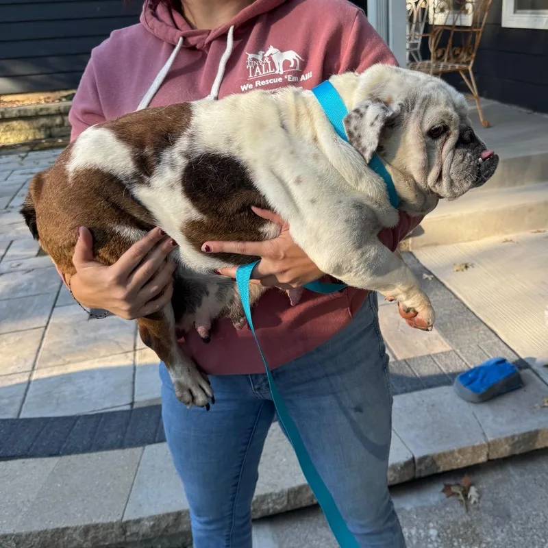 An adult medium-sized female English Bulldog dog named Naples for adoption in St. Charles, IL