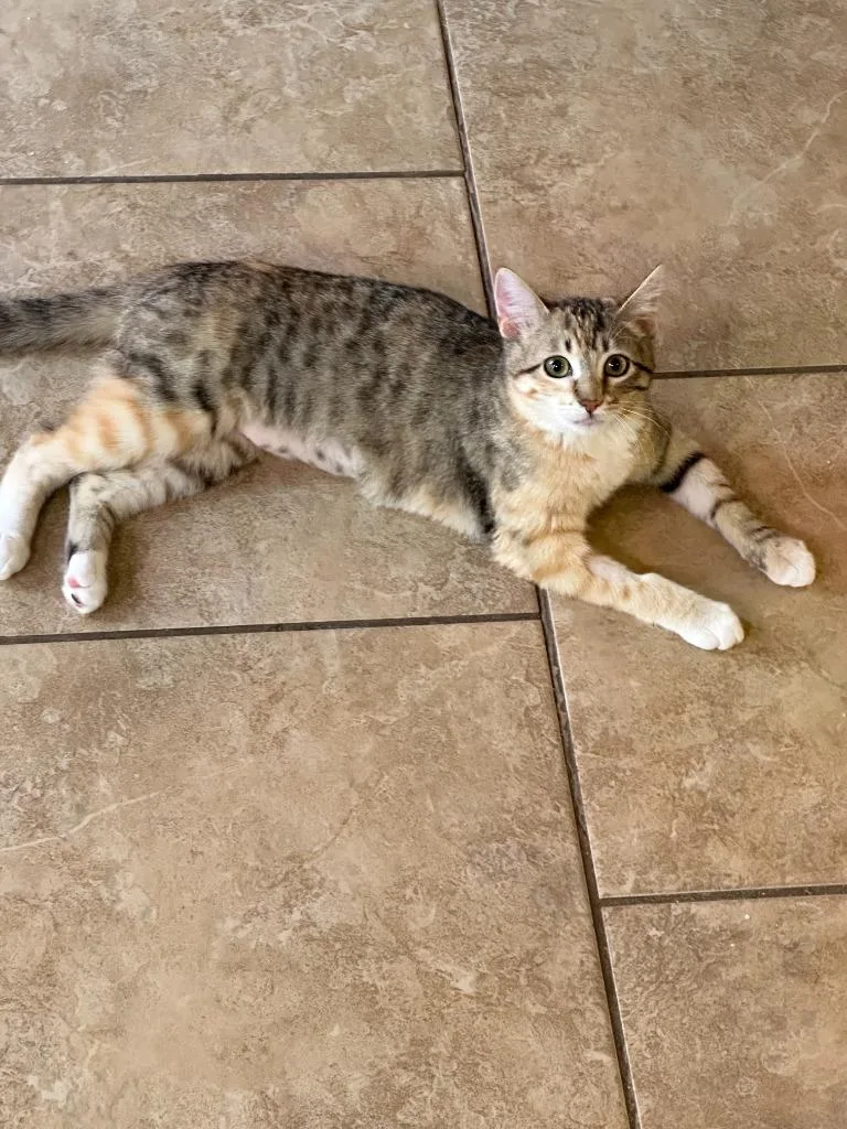 Cyndi Lauper thumbnail 2