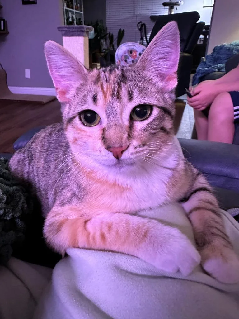 Cyndi Lauper thumbnail 3