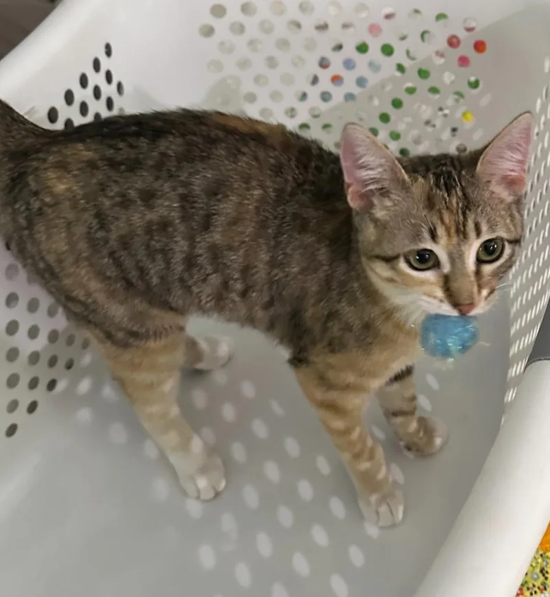 Cyndi Lauper thumbnail 4