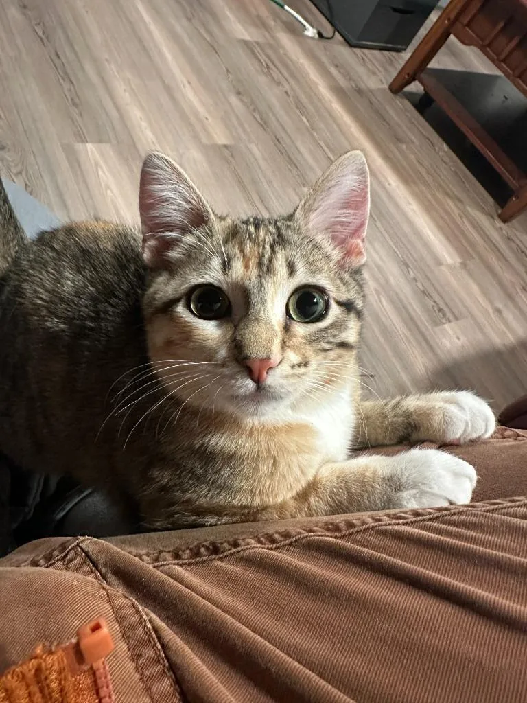 Cyndi Lauper thumbnail 5