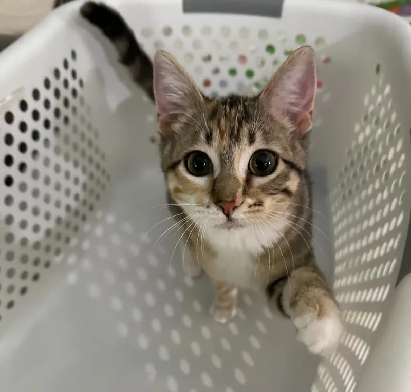 Cyndi Lauper thumbnail 6