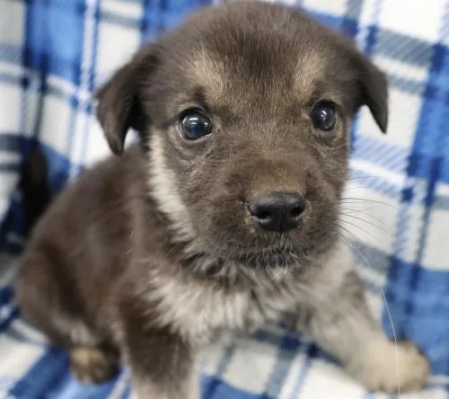 A baby medium-sized male Shepherd dog named Gully for adoption in Thief River Falls, MN