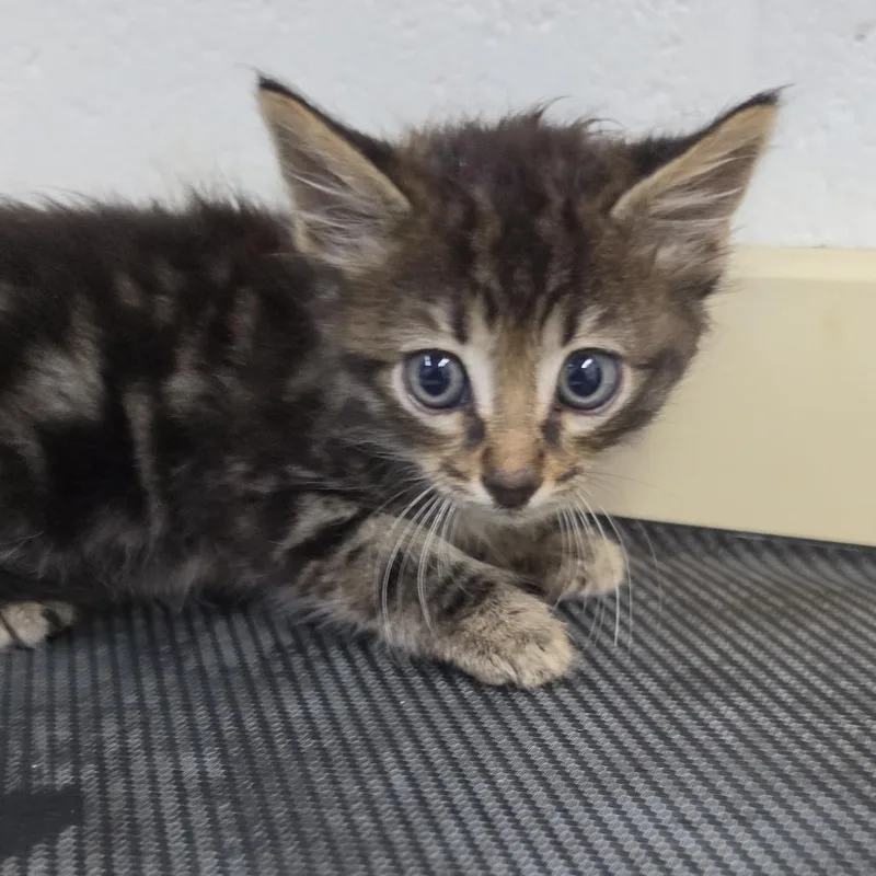 A baby small-sized female Gray / Blue / Silver Domestic Medium Hair cat named Calliope for adoption in Ardmore, OK