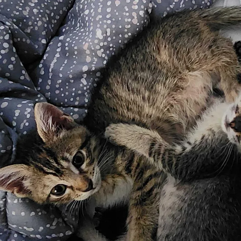 Finley thumbnail 2