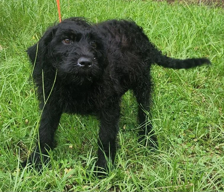 A young large-sized male Poodle dog named Tom for adoption in Wetumpka, AL
