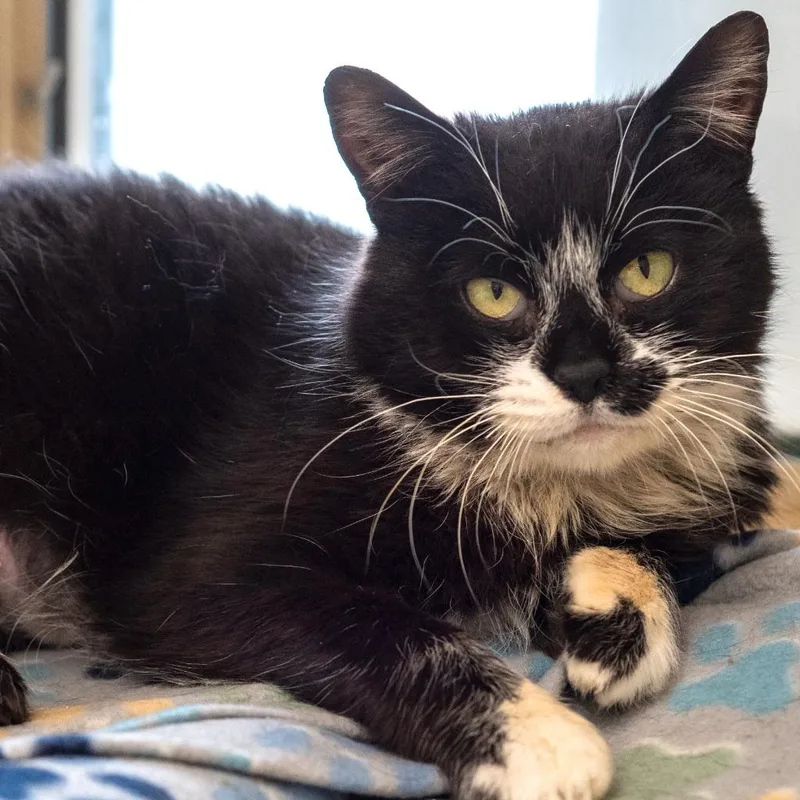 A senior medium-sized female Black & White / Tuxedo Domestic Short Hair cat named Sicily for adoption in Pontiac, MI
