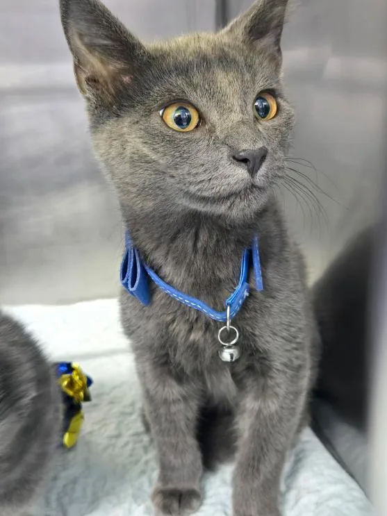 A young medium-sized female Domestic Short Hair cat named Ella for adoption in Mount Vernon, OH