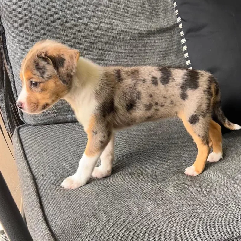 A baby medium-sized female Brown / Chocolate Australian Shepherd dog named Promise Freedom for adoption in Fort Lauderdale, FL