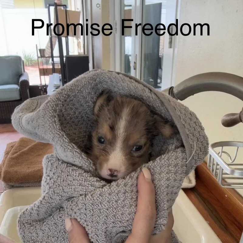 Promise Freedom thumbnail 4