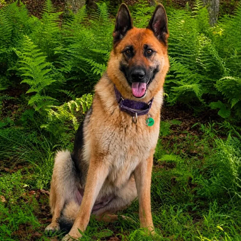 A senior large-sized female Black German Shepherd Dog dog named Rosie for adoption in New Ringgold, PA