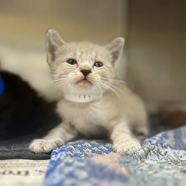 A baby small-sized female Domestic Short Hair cat named Marissa for adoption in Riverside, CA
