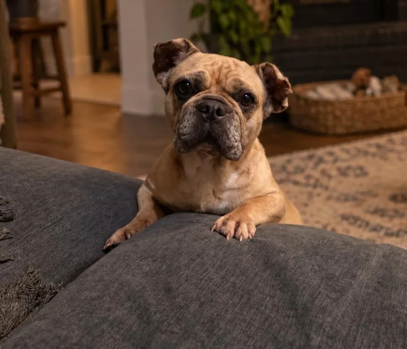 An adult small-sized female French Bulldog dog named Mochi for adoption in Fiddletown, CA