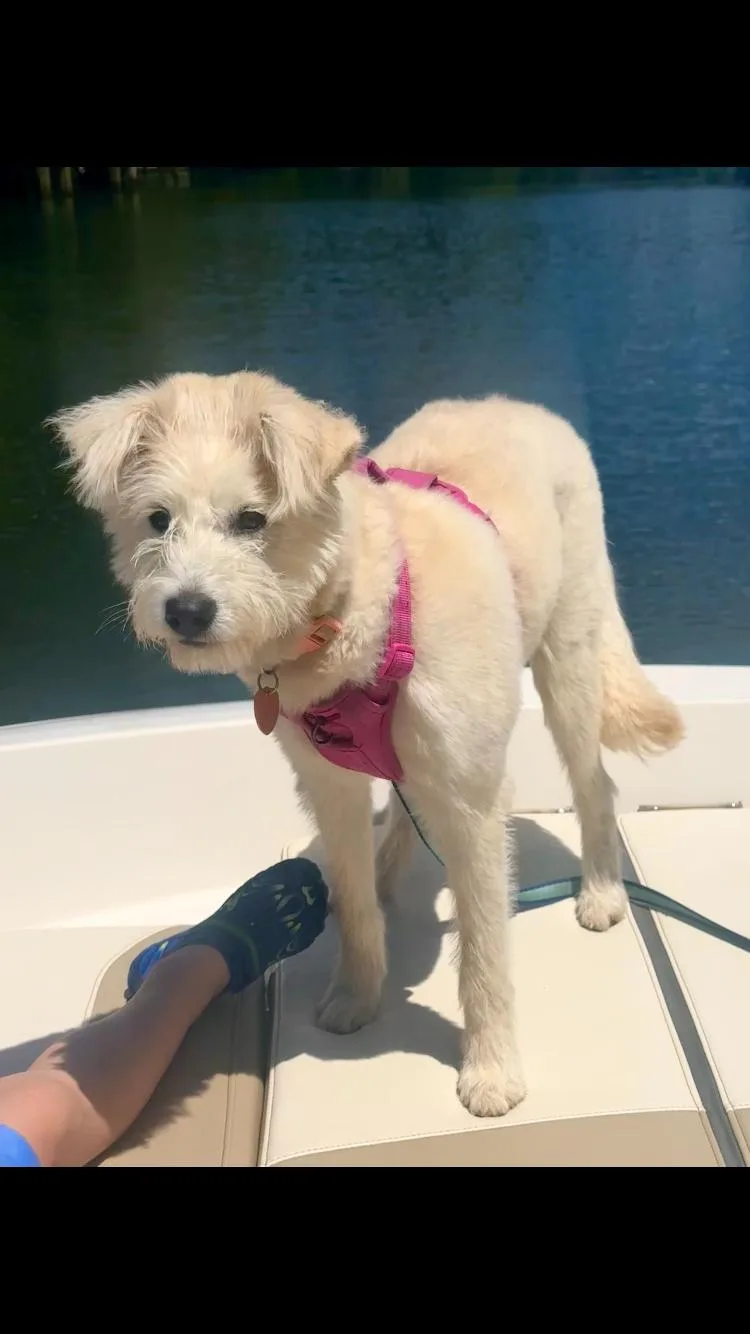A young medium-sized female Yellow / Tan / Blond / Fawn Terrier dog named Chloe for adoption in Pensacola, FL